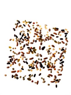 Studio shot of Mixed Seeds on white background. Photo : David Arky