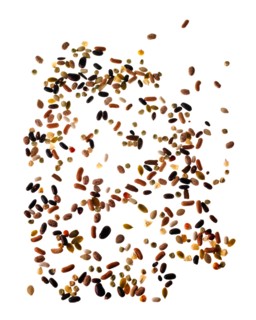 Studio shot of Mixed Seeds on white background. Photo: David Arky