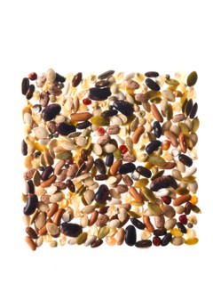 Studio shot of Mixed Seeds on white background. Photo : David Arky