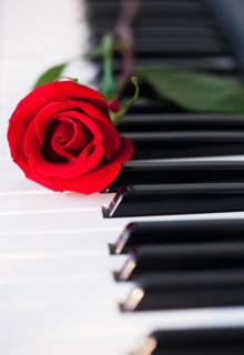 Close up of red rose lying on piano keys. Photo : Daniel Grill
