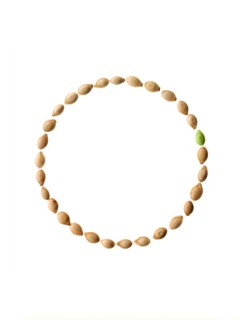 Studio shot of Pumpkin Seeds on white background. Photo : David Arky