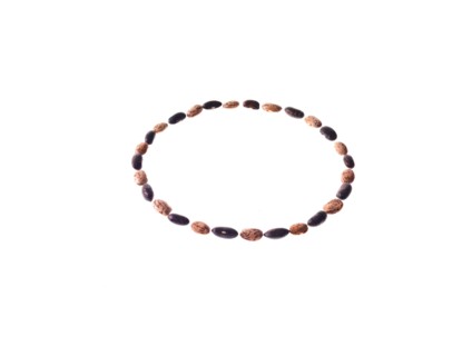 Studio shot of Mixed Seeds on white background. Photo : David Arky