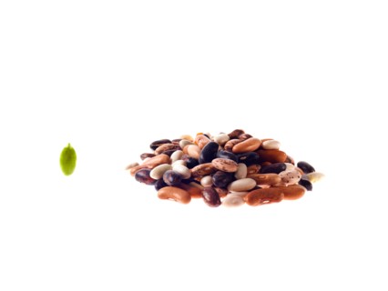 Studio shot of Mixed Seeds on white background. Photo : David Arky