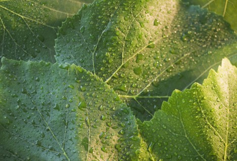Close up of raindrops on green leafs. Photo : Jamie Grill