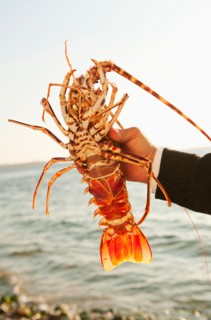 Greece, Cyclades Islands, Mykonos, Hand holding lobster by sea.