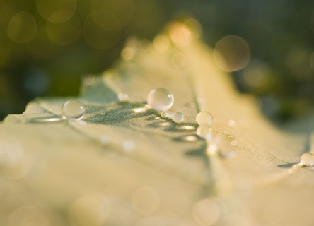Close up of raindrops on leaf. Photo : Jamie Grill
