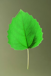 Bigtooth Aspen Leaf. Photo : Chris Hackett