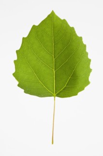 Bigtooth Aspen Leaf. Photo : Chris Hackett