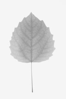 Bigtooth Aspen Leaf. Photo : Chris Hackett