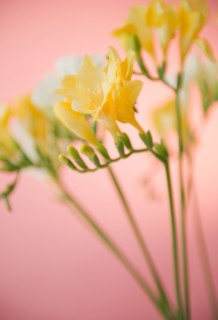 Close up of freesia flowers. Photo : Jamie Grill