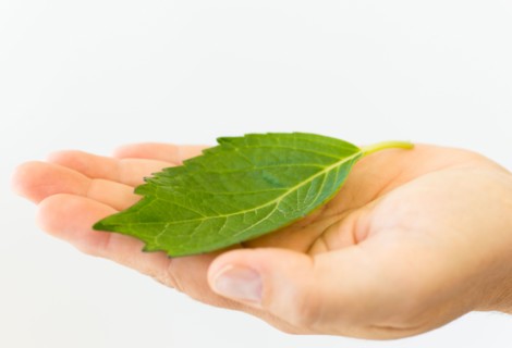 Hand holding leaf.