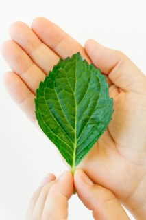 Hand holding leaf.