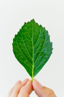 Hand holding leaf.