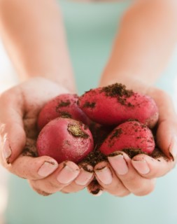 Close up of woman's hands holding radish. Photo : Jamie Grill