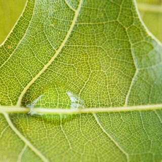 Close up of water drop on leaf. Photo : Jamie Grill