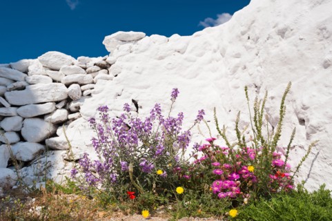 Greece, Cyclades Islands, Mykonos, Flowers by church wall.