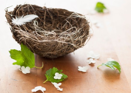 Feather and flowers with birds nest.