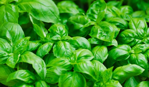 Fresh basil leaves.