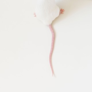 Studio shot of white mouse. Photo: Jamie Grill