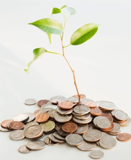 Plant growing on heap of coins, studio shot. Photo: Jamie Grill