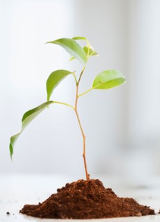 Small plant growing in piece of soil. Photo: Jamie Grill