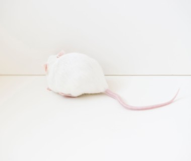 Studio shot of white mouse. Photo: Jamie Grill