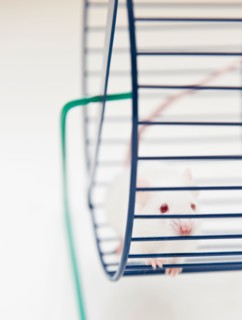 Studio shot of white mouse in exercise wheel. Photo: Jamie Grill