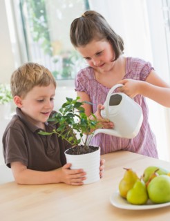 Close up of girl (6-7) and boy (4-5) watering plant in kitchen. Photo : Daniel Grill