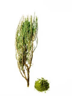 Studio shot of rosemary. Photo : David Arky