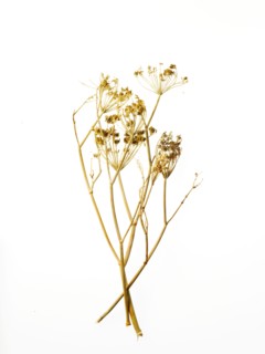 Studio shot of chamomile. Photo : David Arky