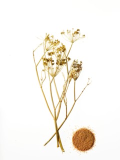 Studio shot of chamomile. Photo : David Arky