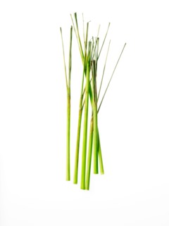 Studio shot of lemon grass. Photo : David Arky