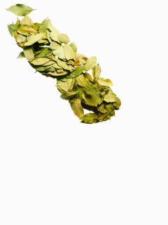 Studio shot of bay Leaves. Photo: David Arky