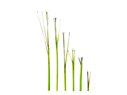 Studio shot of lemon grass. Photo : David Arky