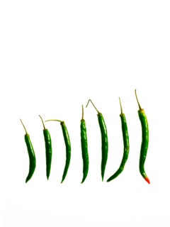 Studio shot of Green Chili Peppers on white background. Photo : David Arky