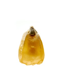 Studio shot of Yellow Corn Seed on white background. Photo: David Arky