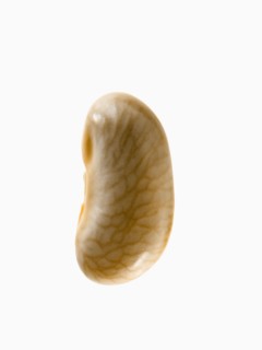 Studio shot of White Bean Seed on white background. Photo: David Arky