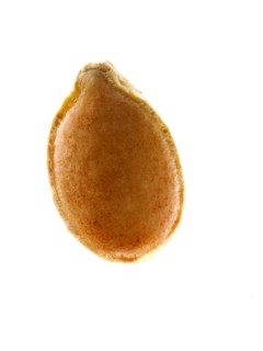Studio shot of Squash Seed on white background. Photo : David Arky