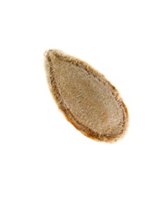 Studio shot of Sunflower Seed on white background. Photo : David Arky