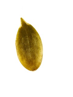 Studio shot of Pumpkin Seed on white background. Photo : David Arky