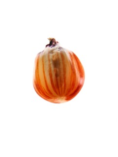 Studio shot of Red Corn Seed on white background. Photo : David Arky