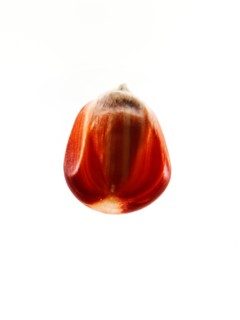 Studio shot of Red Corn Seed on white background. Photo : David Arky
