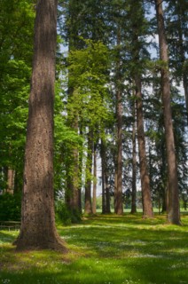USA, Oregon, Fir trees forest. Photo: Gary J Weathers