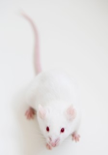 Studio shot of white mouse. Photo: Jamie Grill