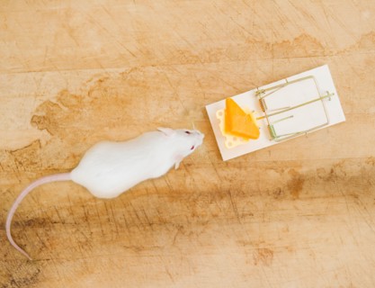 Studio shot of white mouse and mouse trap. Photo: Jamie Grill