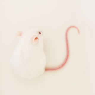 Studio shot of white mouse. Photo: Jamie Grill