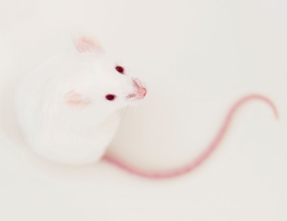 Studio shot of white mouse. Photo: Jamie Grill