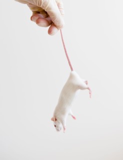 Studio shot of hand in glove holding white mouse. Photo: Jamie Grill