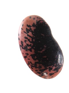 Studio shot of Bean Seed on white background. Photo: David Arky