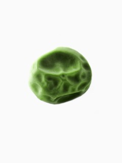 Studio shot of Pea Seed on white background. Photo : David Arky